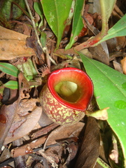 Nepenthes ampullaria