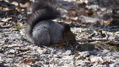Sciurus vulgaris