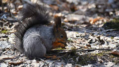 Sciurus vulgaris