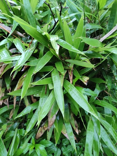 Indocalamus herklotsii