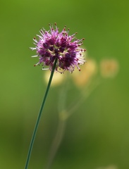 Allium kermesinum