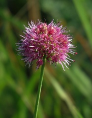 Allium kermesinum