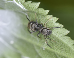 Myrmarachne inermichelis