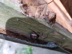 Steatoda nobilis