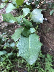 Alchornea ilicifolia
