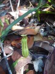 Nepenthes gracilis