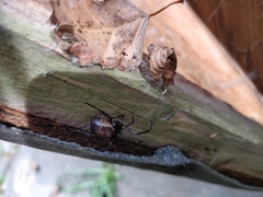 Steatoda nobilis