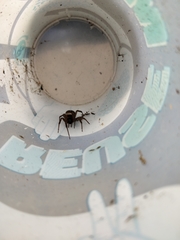 Steatoda nobilis