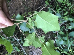 Alchornea ilicifolia