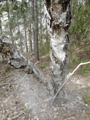 Betula pendula carelica