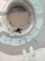 Steatoda nobilis