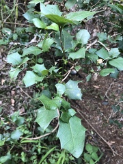 Alchornea ilicifolia