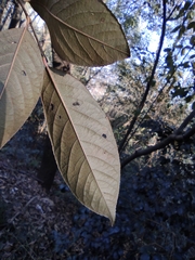 Alniphyllum fortunei