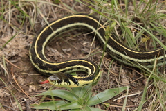 Thamnophis pulchrilatus