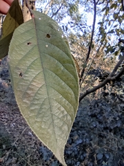 Alniphyllum fortunei