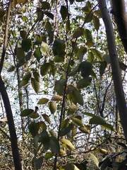 Alniphyllum fortunei