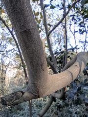 Alniphyllum fortunei