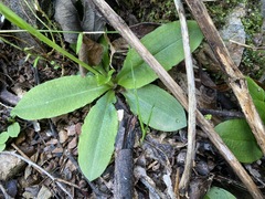 Pterostylis hispidula