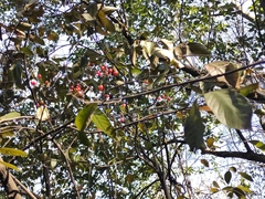 Alniphyllum fortunei