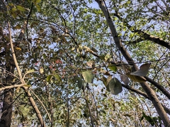 Alniphyllum fortunei