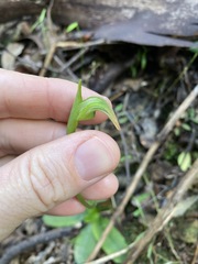 Pterostylis hispidula