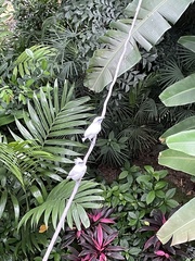 Leucopsar rothschildi