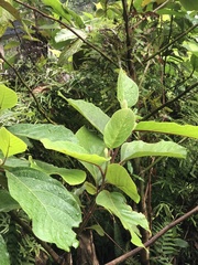 Ficus fistulosa