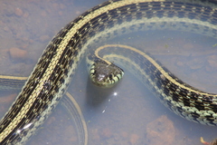 Thamnophis eques