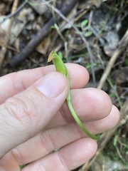 Pterostylis hispidula