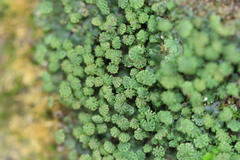 Marchantia emarginata