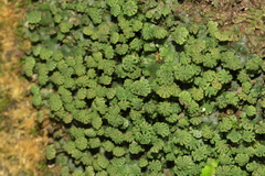 Marchantia emarginata