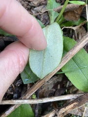 Pterostylis hispidula