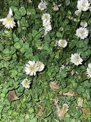Trifolium repens