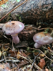 Cortinarius taylorianus
