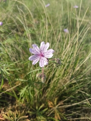 Geranium linearilobum