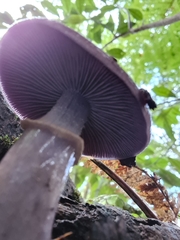 Cortinarius taylorianus
