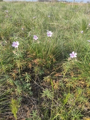 Geranium linearilobum