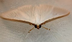 Palpita margaritacea