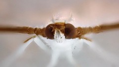 Palpita margaritacea