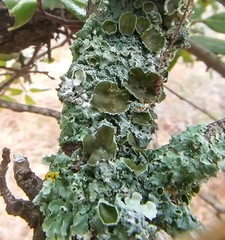 Parmotrema submarginale