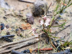 Platysace heterophylla heterophylla
