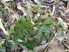 Euphorbia sieboldiana