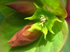 Euphorbia sieboldiana