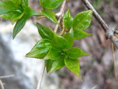 Staphylea bumalda