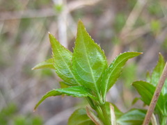 Staphylea bumalda