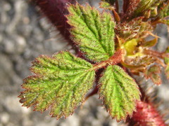 Rubus phoenicolasius