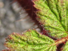 Rubus phoenicolasius