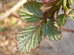 Rubus phoenicolasius