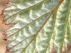 Rubus phoenicolasius