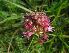 Allium kermesinum